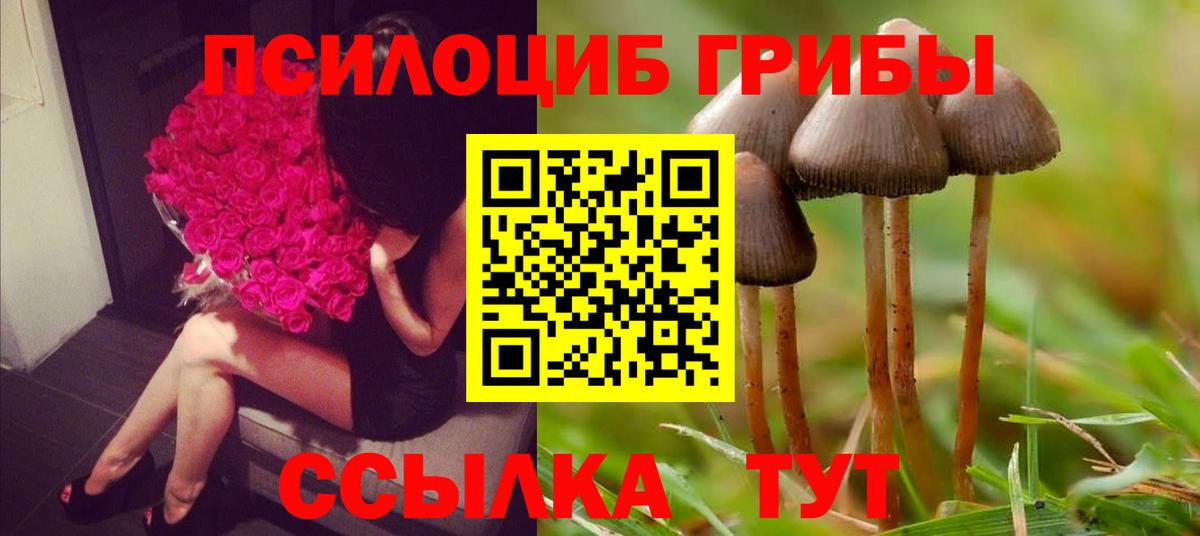 Псилоцибиновые грибы Cubensis Нововоронеж